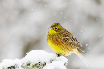 Yellowhammer (Emberiza citrinella) sitting on a branch in snowfall in winter.	
