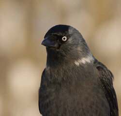 Western jackdaw (Coloeus monedula) close up in winter.	
