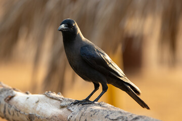 House Crow (Corvus splendens) standing on a wooden branch in the morning light