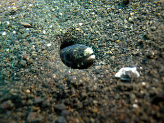 Tiny eels of Bali in Indonesia