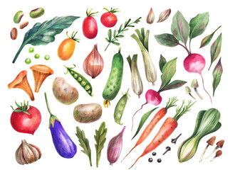 Collection of hand drawn vegetables and herbs isolated on white background. Carrots, onions, tomatoes, peas, mushrooms, radishes, cucumbers and other vegetables illustration.