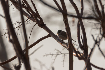 Eurasian Blackcap perched on a tree branch