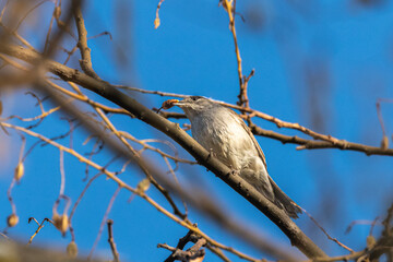 Eurasian Blackcap perched on a tree branch