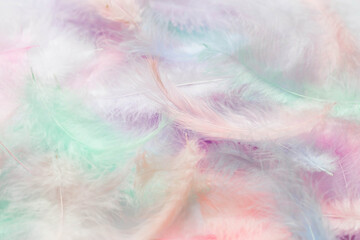 Beautiful abstract background of multicolored feathers on a white background. Fluffy, soft texture of pastel-colored feathers. A gentle banner.