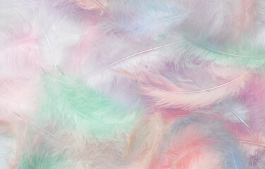 Fototapeta na wymiar Beautiful abstract background of multicolored feathers on a white background. Fluffy, soft texture of pastel-colored feathers. A gentle banner.