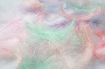 Beautiful abstract background of multicolored feathers on a white background. Fluffy, soft texture of pastel-colored feathers. A gentle banner.