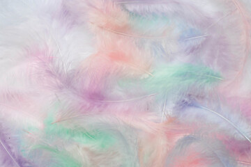 Beautiful abstract background of multicolored feathers on a white background. Fluffy, soft texture of pastel-colored feathers. A gentle banner.