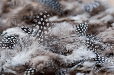 Obraz premium Beautiful abstract background of dark spotted feathers on a beige background. Fluffy, soft texture of feathers. A gentle banner.