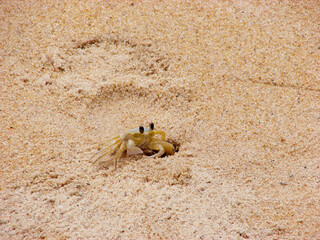 crab on the beach