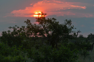 Sunset at the Kruger national park on South Africa
