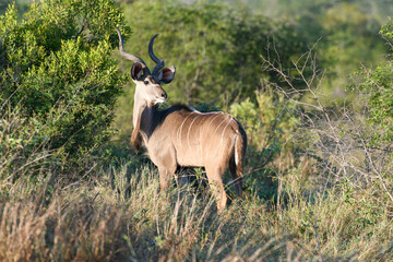 Naklejka na ściany i meble A Bushbuck of the Kruger national park on South Africa