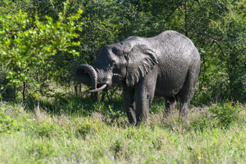 Fototapeta premium Elephant at the Kruger national park in South Africa
