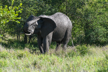 Naklejka na ściany i meble Elephant at the Kruger national park in South Africa