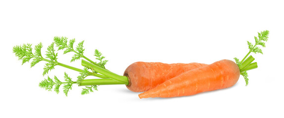 Carrot isolated on white background
