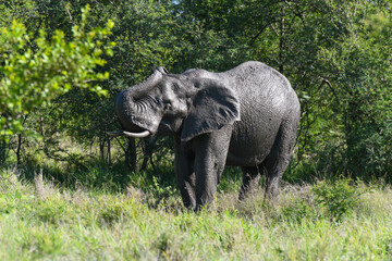 Elephant at the Kruger national park in South Africa