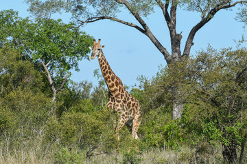 Fototapeta premium Giraffe of the Kruger national park on South Africa