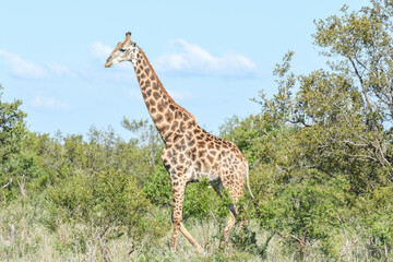 Giraffe of the Kruger national park on South Africa