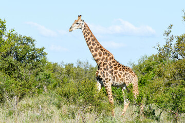 Giraffe of the Kruger national park on South Africa