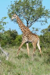 Giraffe of the Kruger national park on South Africa