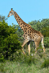 Naklejka na ściany i meble Giraffe of the Kruger national park on South Africa