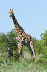 Giraffe of the Kruger national park on South Africa