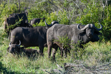 Obraz premium Buffaloes at the Kruger national park on South Africa