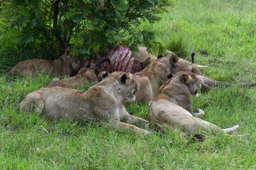 Lions with the remains of a buffalo on Kruger national park, South Africa