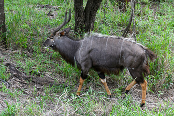 Bushbuck of the Kruger national park in South Africa