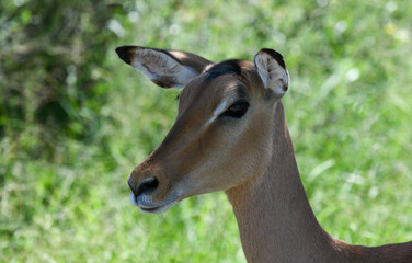 Close up of a gazelle at the Kruger national park on South Africa