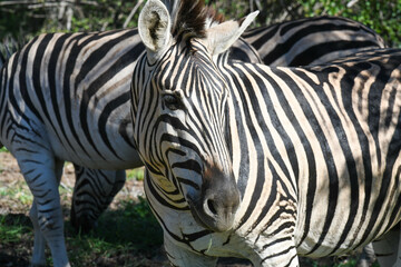 Fototapeta na wymiar Zebras at the Kruger national park on South Africa