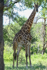 Giraffe of the Kruger national park on South Africa