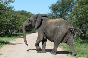 Elephant at the Kruger national park in South Africa