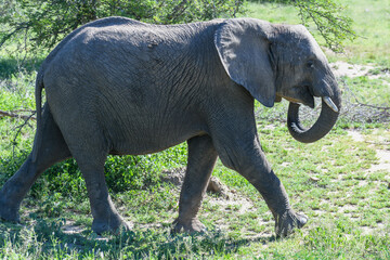 Fototapeta premium Elephants at the Kruger national park in South Africa