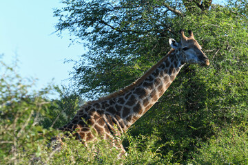 Giraffe of the Kruger national park in South Africa
