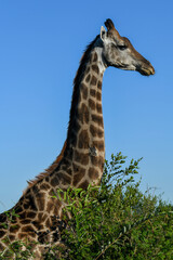 Giraffe of the Kruger national park on South Africa