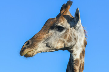 Giraffe of the Kruger national park on South Africa