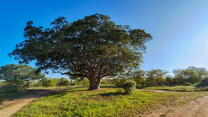 Landscape at the Kruger national park on South Africa