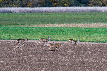 Rehe im Herbst in Brandenburg	