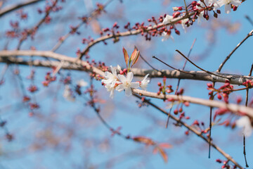 Small white flowers in the blooming season.