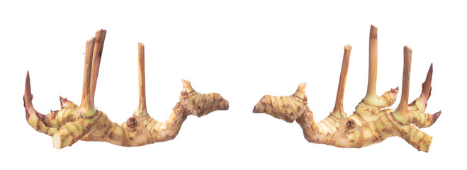 Galangal fly in mid air, fresh vegetable spice galangal falling. Organic fresh herbal galangal root...