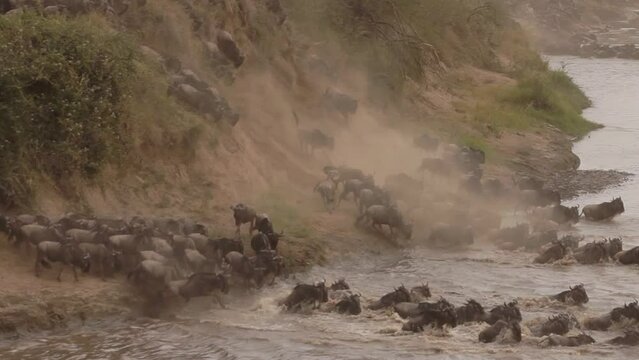 Herd of wildebeests jumping into the river