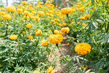 Bright yellow marigolds in the flower garden.