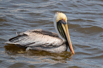 Lone Brown Pelican swimming, choppy water, copy space.