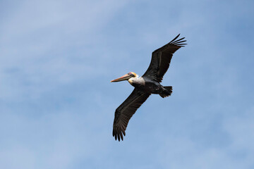 Brown Pelican in flight, outstretched wings, clouds and blue sky in background, copy space.