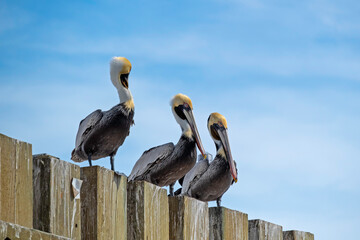 Three Brown Pelicans perched on bridge piling, clouds and blue sky in background, copy space.