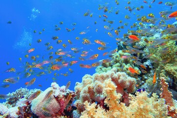 Fototapeta na wymiar Tropical coral reef with diversity of soft corals and shoal of coral fish