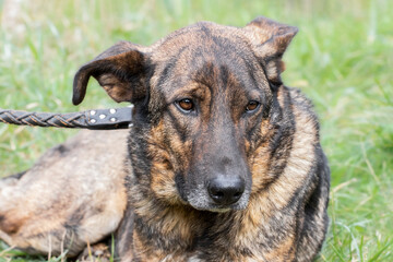 Dog with sad eyes in shelter for adoption.Lonely sad dog in an animal shelter.