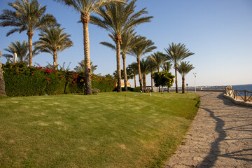 Obraz na płótnie Canvas California fan palm (Washingtonia filifera) planted in gardens on the coast of Egypt 