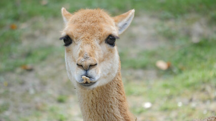 Obraz premium Portrait of vicuna. Animal. Vicugna vicugna 