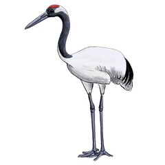 drawing sketch of bird, hand drawn red-crowned crane, Grus virgo , isolated nature design element
